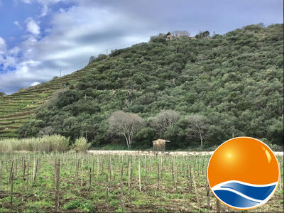 Terrain agricole - 4 000 m²