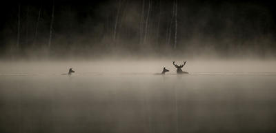 Le chant des forêts