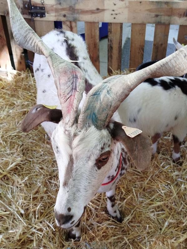 Foire Chèvre et Miel