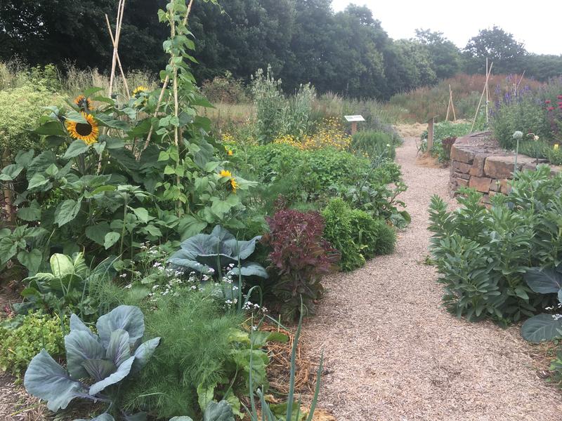 Des hérissons dans mon jardin ?