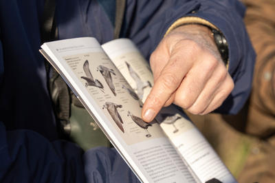 Formation aux oiseaux du littoral : les oiseaux hivernants du bassin d'Arcachon