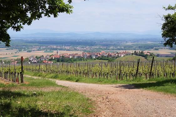 Marche gourmande "Vins et Saveurs" autour de Hunawihr
