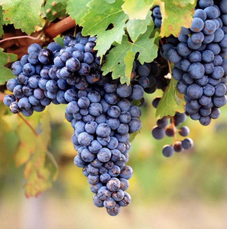 Propriété - 440 m²