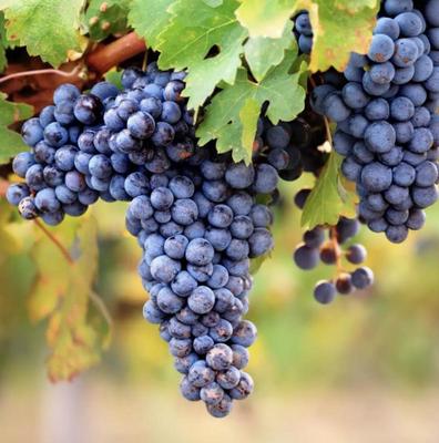 Propriété - 440 m²