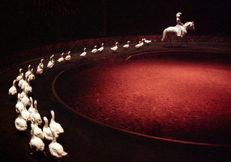 Exposition de photographie "Zingaro"