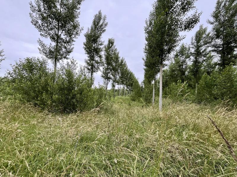 Terrain - 81 675 m²