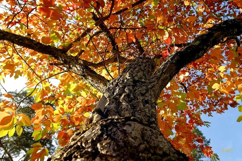 Atelier photos "Portraits d'arbres"