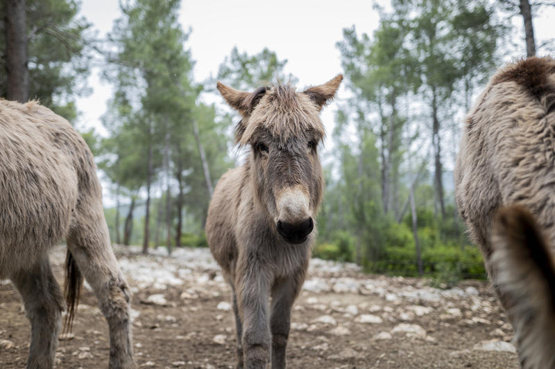 #RDVduParc • Sortie à l'asinerie