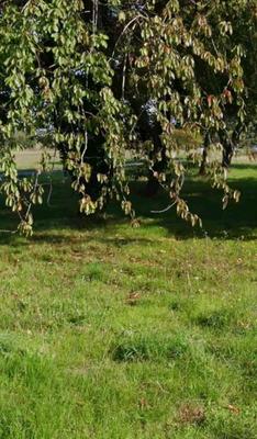 Terrain constructible - 301 m²