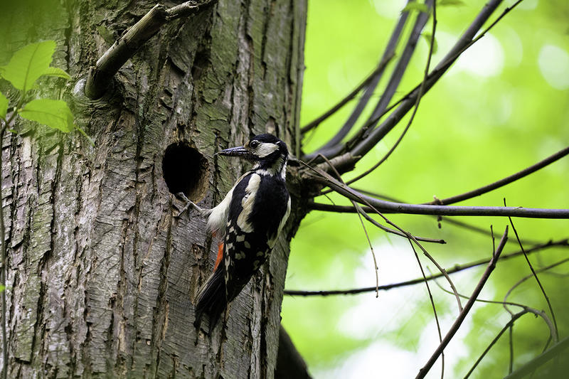Allée des Roses – la faune cavicole