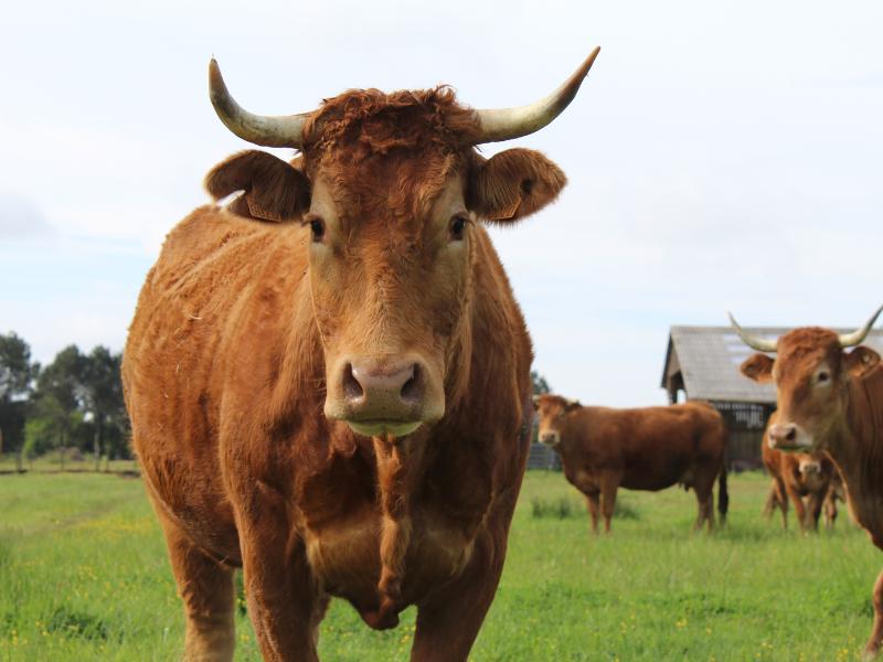 Semaine de la Biodiversité - Balade transhumance et repas à la ferme des prairies de Pallard
