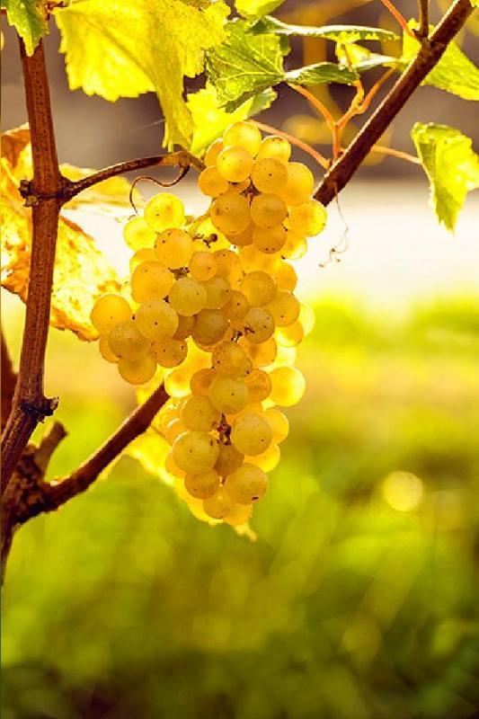 Terrain - 25 000 m²