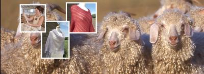 Ferme d'Auré - mohair et lama