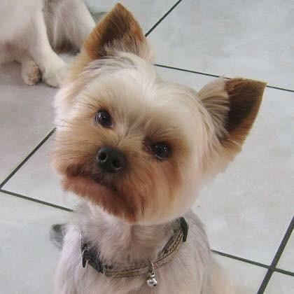 Au petit salon canin