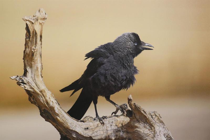 Exposition | Photographie animalière - Maison du Patrimoine