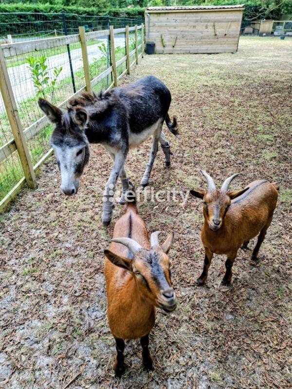 Demeure - 262 m² - 12 pièces