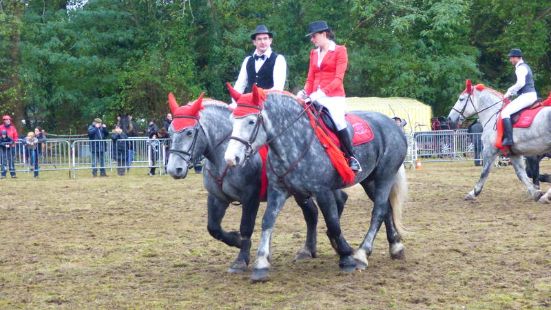 Fête de l'âne et du cheval Percheron