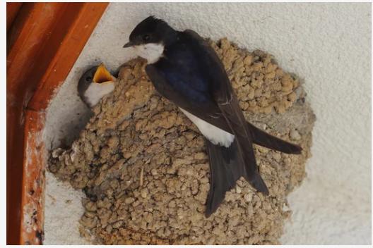 Atelier - des nids pour les hirondelles