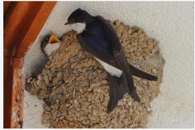 Atelier - des nids pour les hirondelles