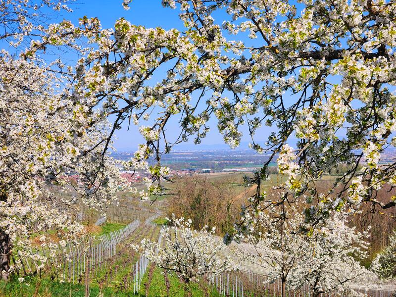 Sophro-balade de Printemps - Balade zen