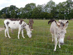 L'Atelier du petit ânier