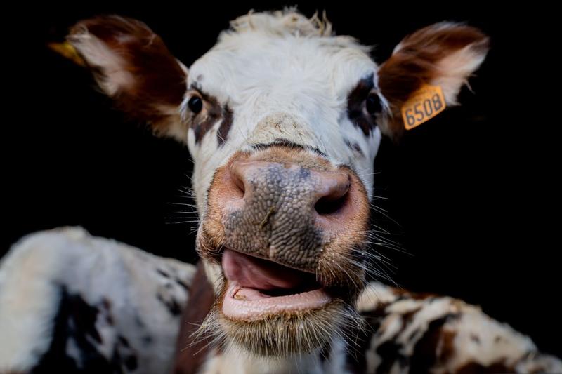 Les Étonnants Patrimoines : "Vachement tachetées !" pour les tout-petits