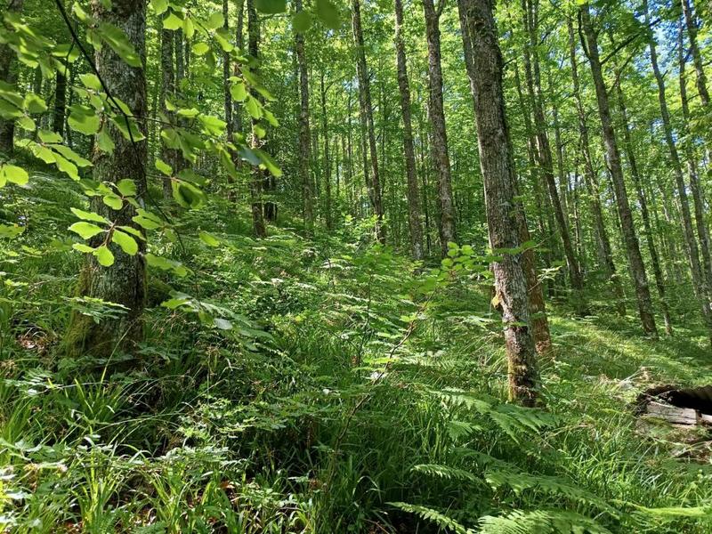 Maison de campagne - 66 m² - 4 pièces