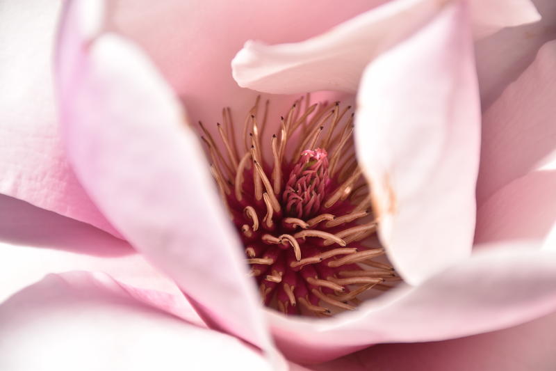 Concours Photos "Magnolias"
