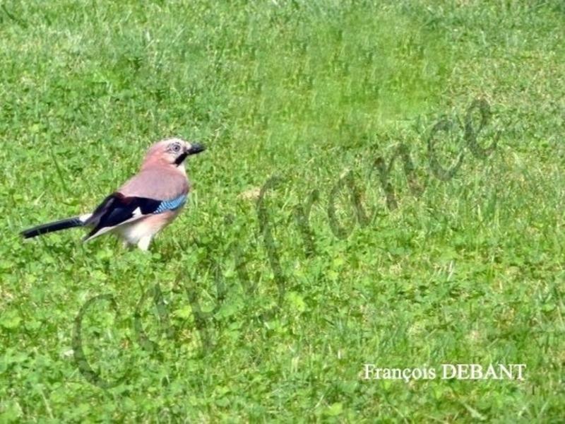 Terrain constructible - 1 159 m²