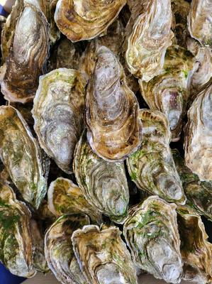 La Marée Montalbanaise