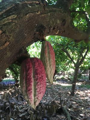 La Ferme au Chocolat