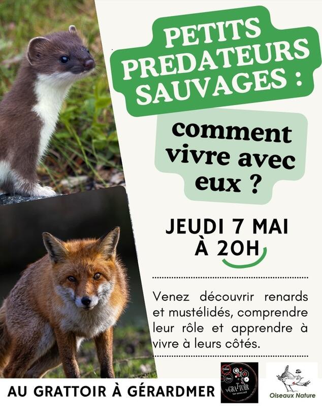 Petits prédateurs sauvages, comment vivre avec eux?