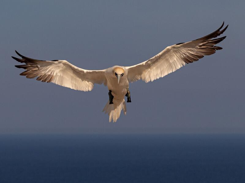 Exposition photographique "Oiseaux, entre pose et envol"