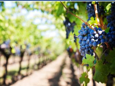 Conférence &quot;La vigne et le vin, des origines à 2100&quot;