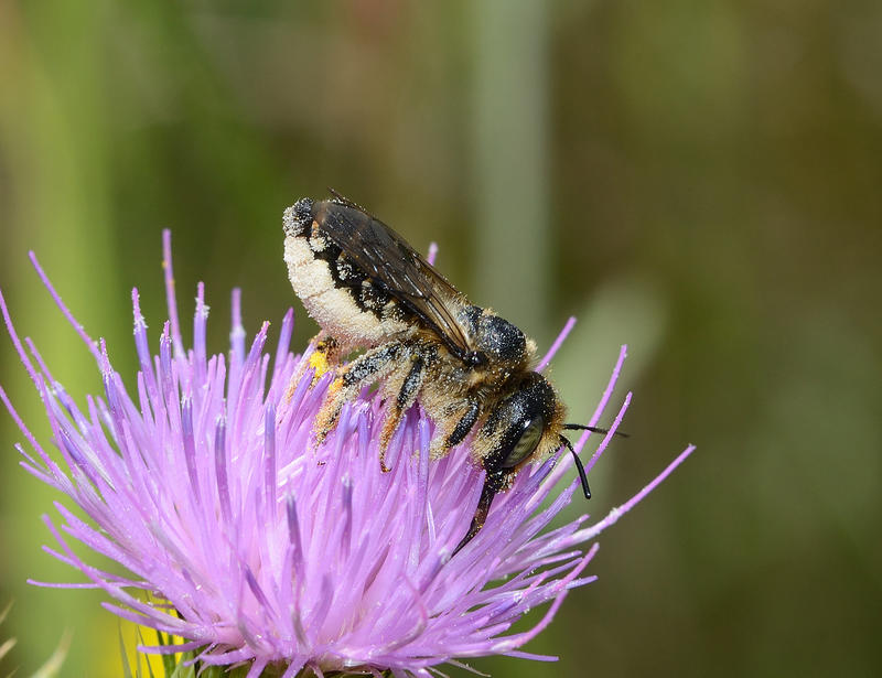 Les rendez-vous de la biodiversité