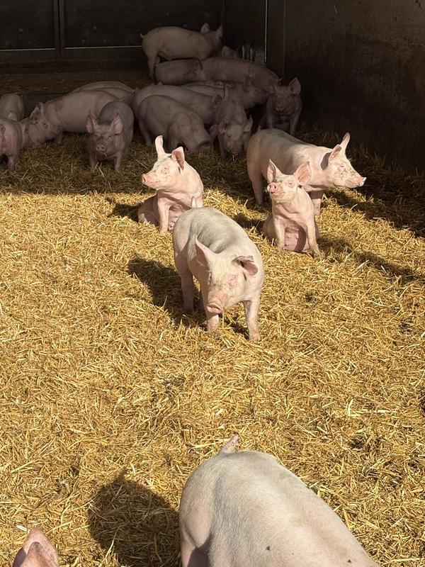 Balade patrimoine et visite gourmande et familiale de la Ferme de Passay