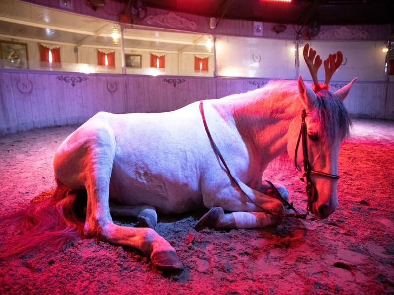 Spectacle de Noël au Cabaret Équestre des Mylords
