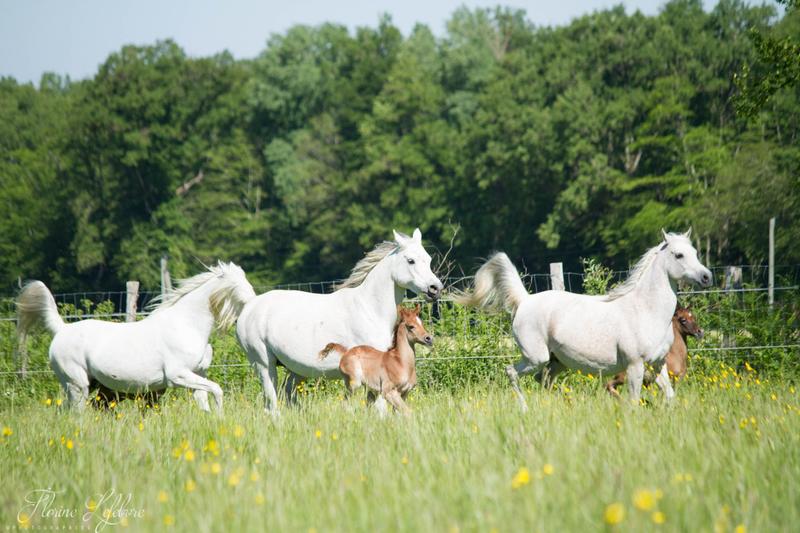 Journée  Haras de la Chataignière et repas