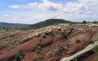 Des Brebis et des Vignes