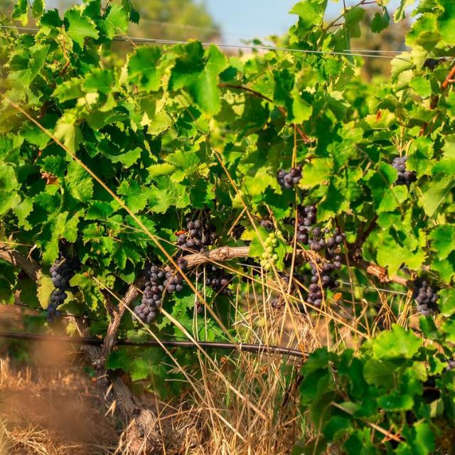 Wine gaming au Domaine viticole de l'Anchois