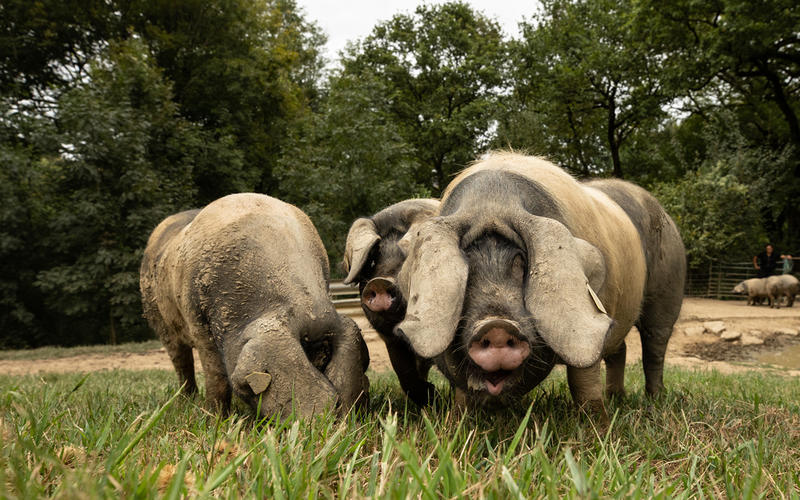 Sortie nature Cpie Pays Basque : "Le porc Kintoa"