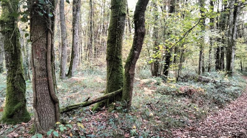 Terrain - 18 490 m²