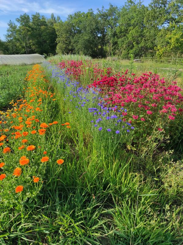 Visite de la ferme bio Neoherba