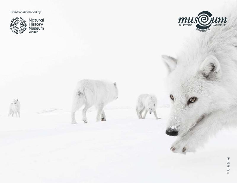 Wildlife Photographer of The Year