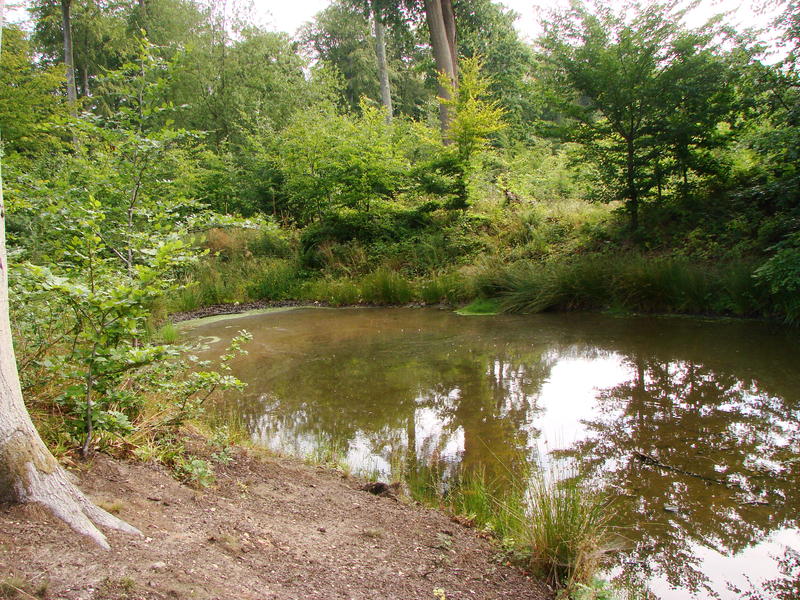 Sortie nature - Sous-bois, mare et secrets d'écorce