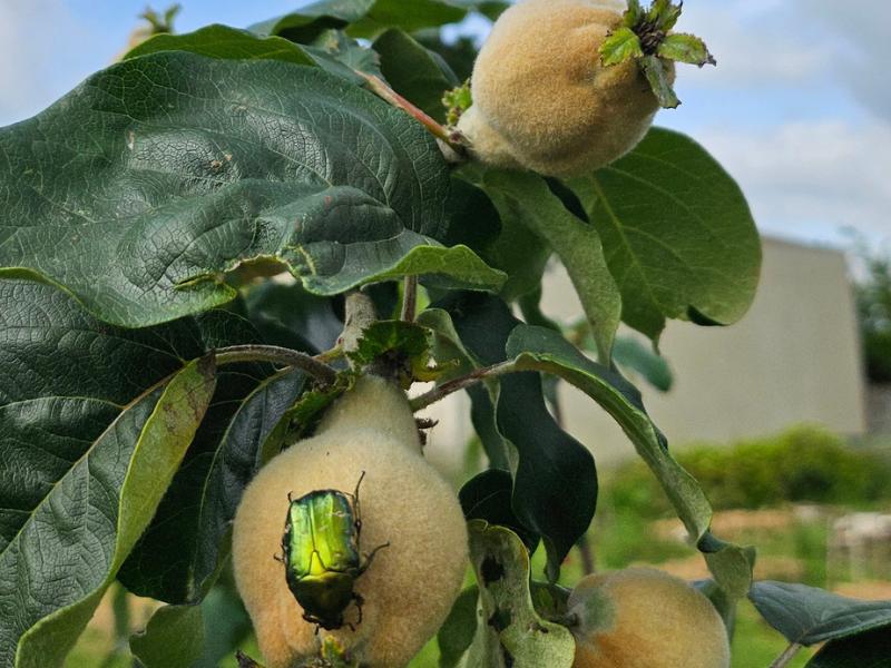 Semaine de la Biodiversité - Visite du jardin du 4l café &amp; temps convivial à Cartelègue