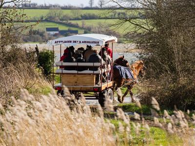 Balade en attelage "Marais et gourmandises, au rythme des chevaux"