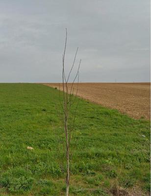 Terrain constructible - 300 m²