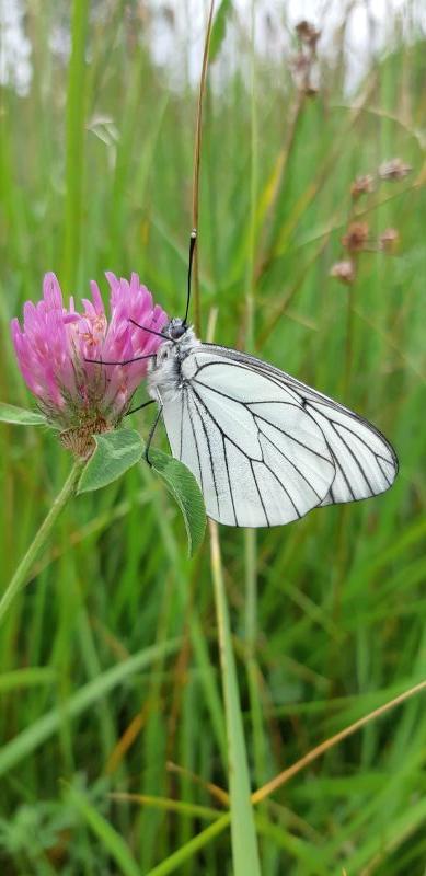 Les papillons communs