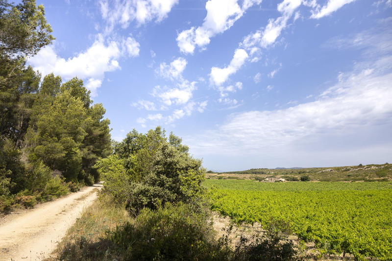 Parcours Pédestre au Domaine la Cadenière